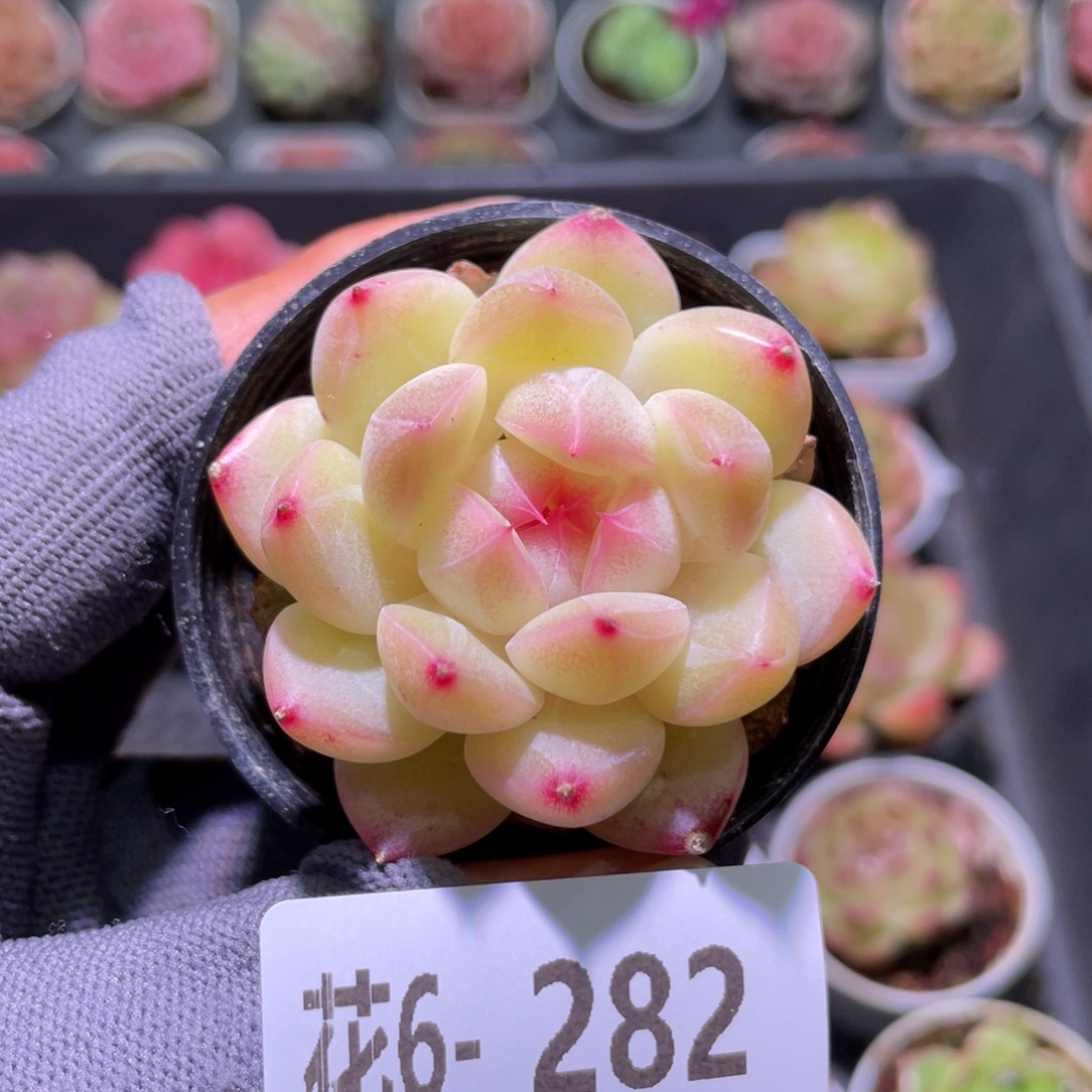 花利美6-282新品 