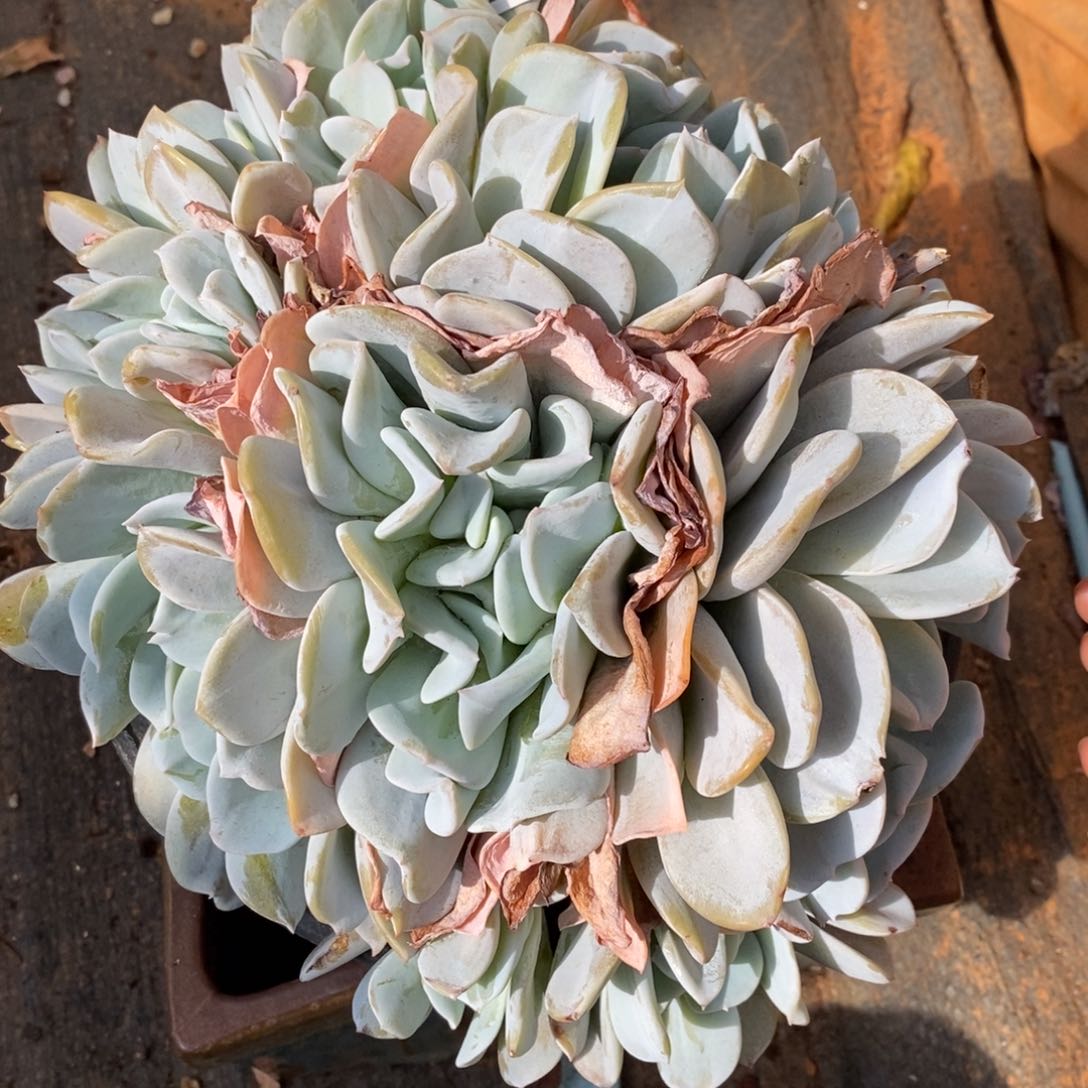 小*C两单包邮1212-22雪特