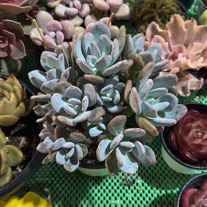 灰姑娘多肉植物的生长