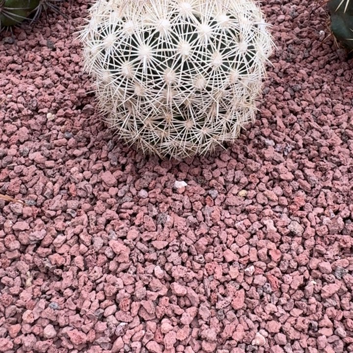 仙人球，海胆丸，有根