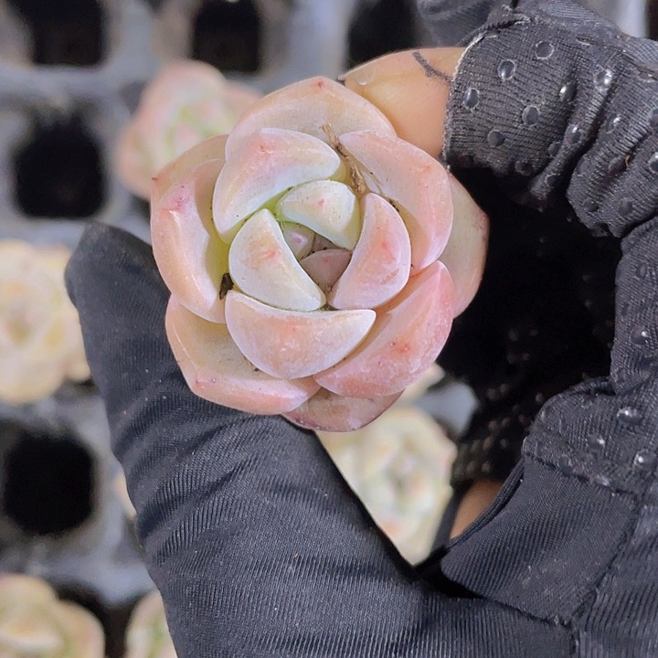 20精品草莓啵啵2颗一组