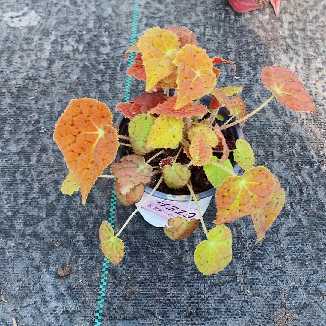 不开花植物拽***子秋海棠319