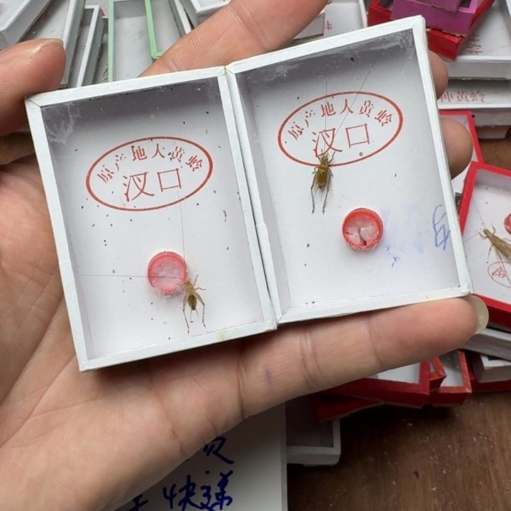 用***0蟋蟀111122222112