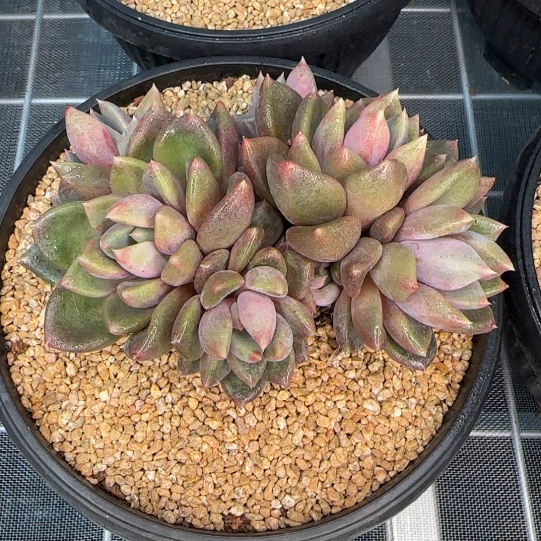 从前慢甄选多肉编号红象牙