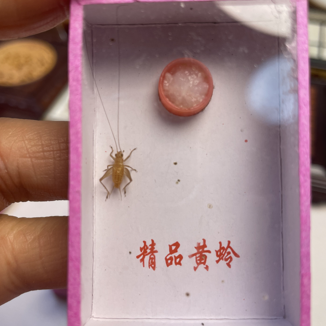 中黄蛉鸣虫（非大黄玲）到货2小时之内凭开箱视频售后