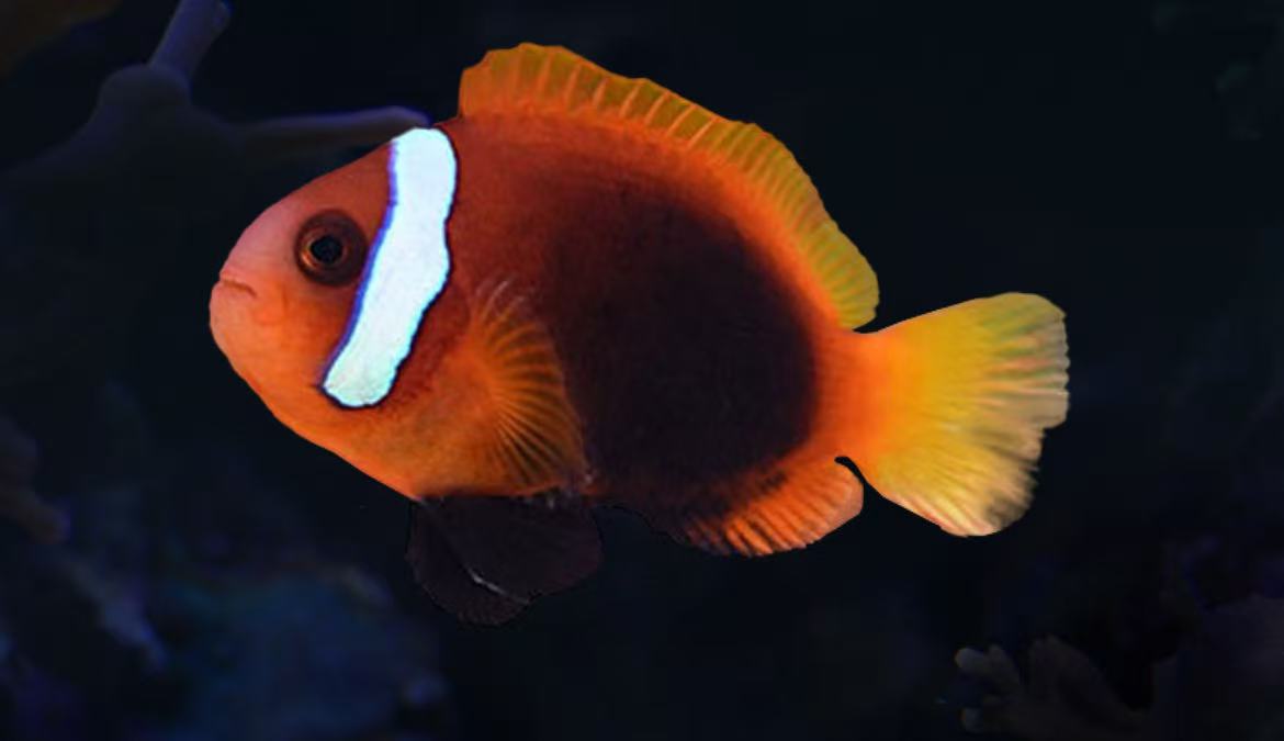 黑红小丑海水观赏鱼售后需开箱视频免包装费