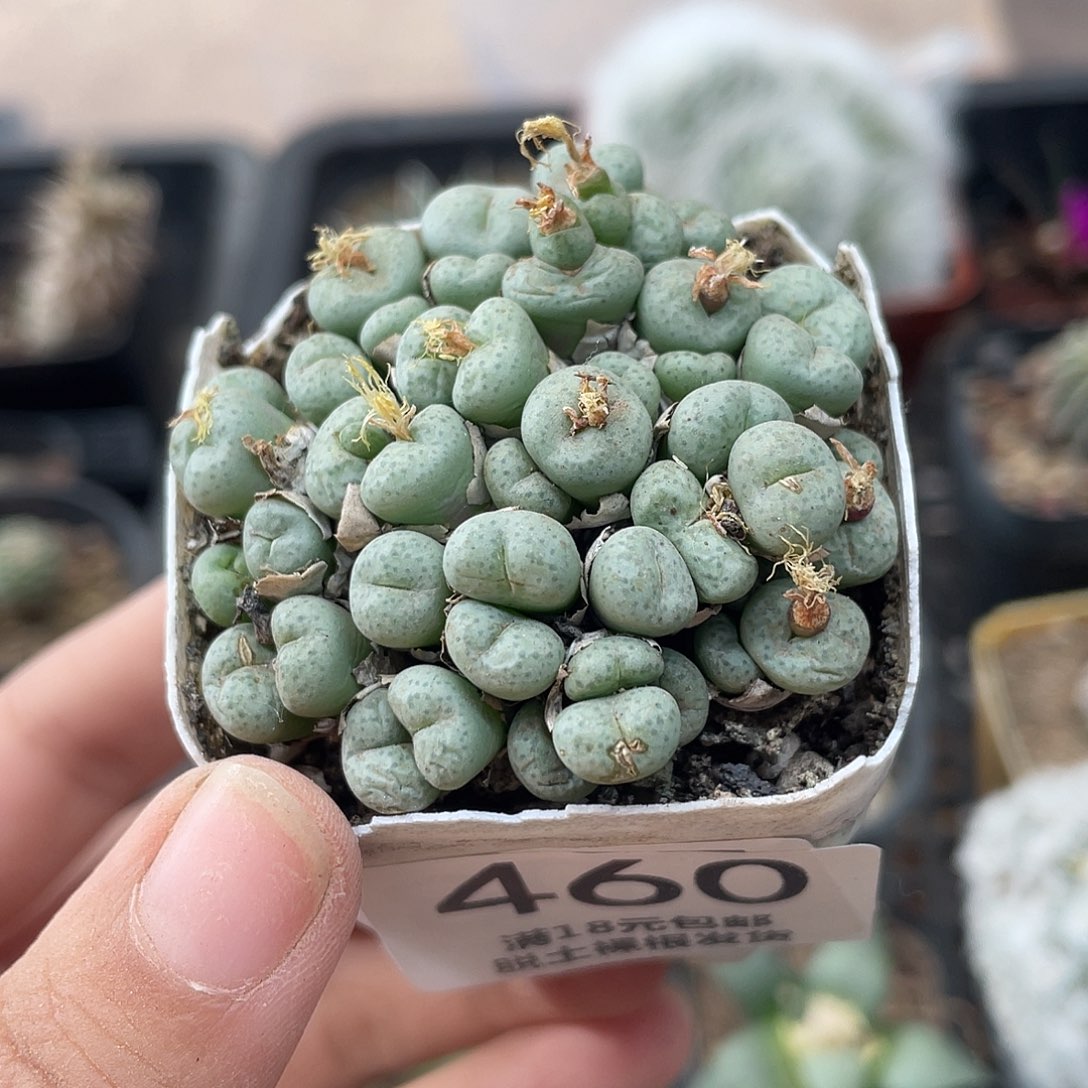 460小饼（满18元包邮）