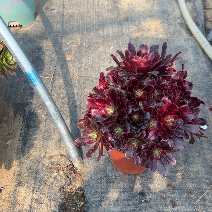 15金丝雀多肉的多肉多肉