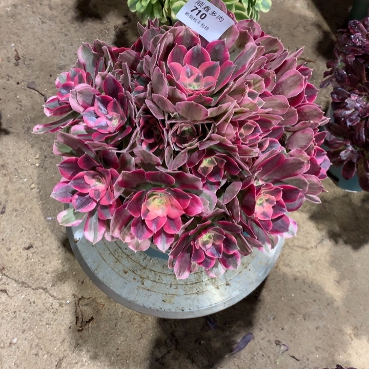 710粉女郎多肉植物