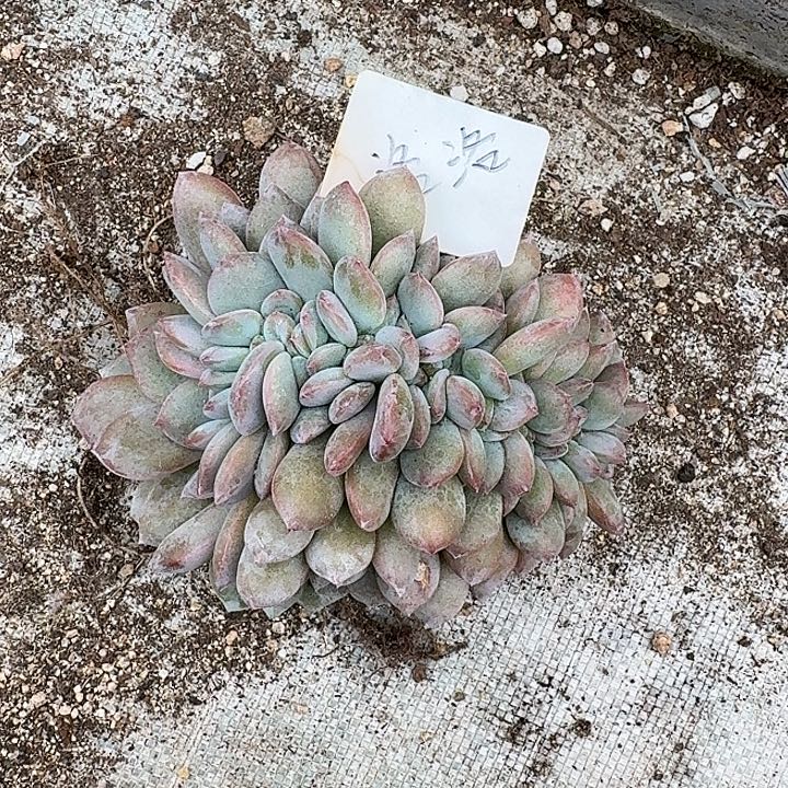 洛***洛星影缀化 脱土发货