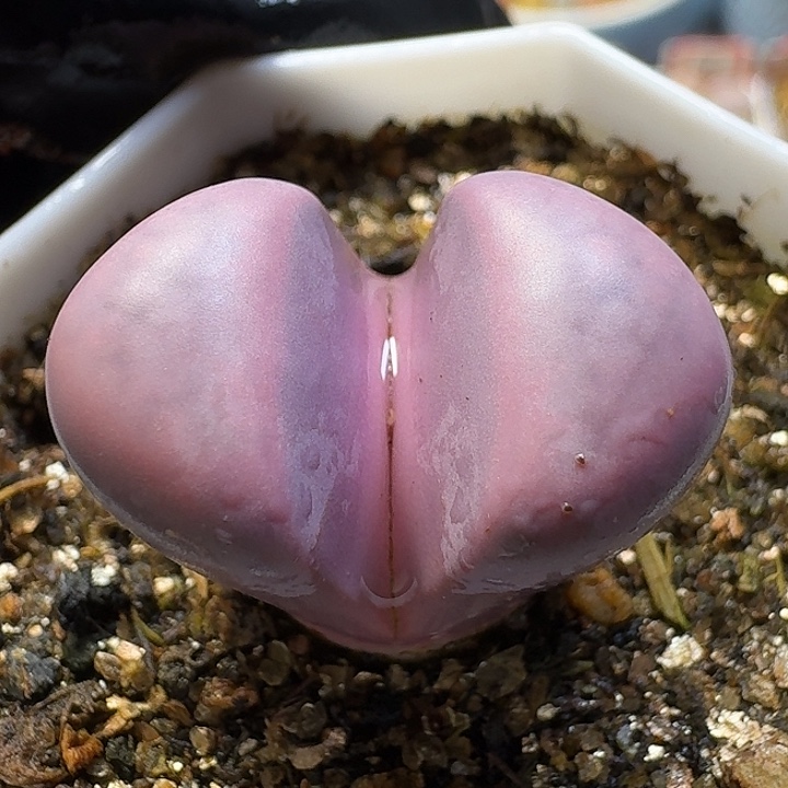 生石花1111122。  366