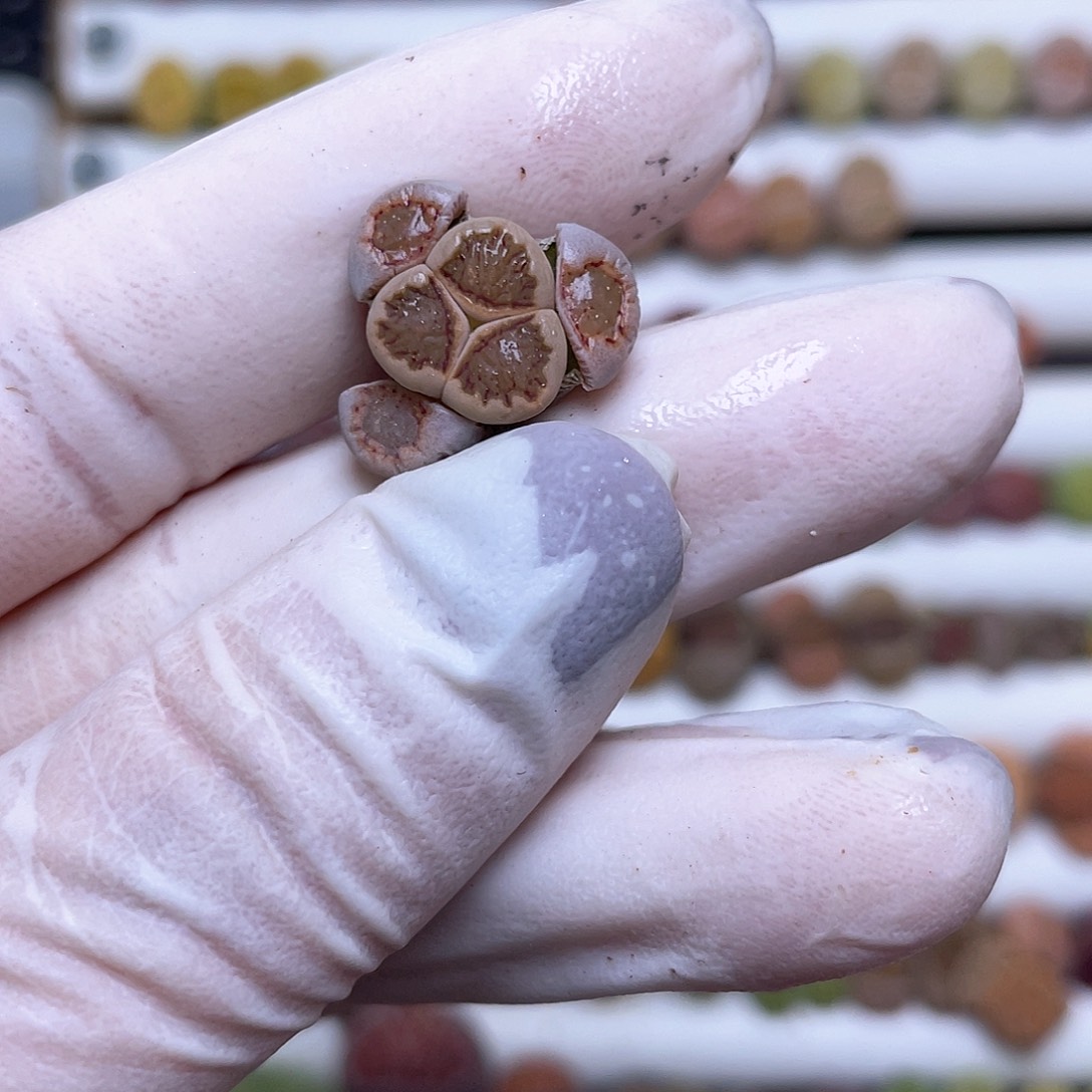 246号 菊奔奔…………