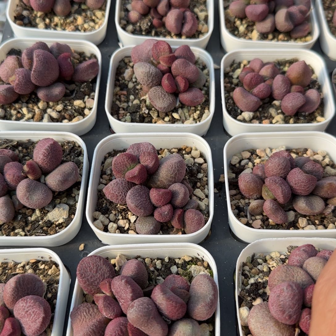 单颗夏娃量拍链接