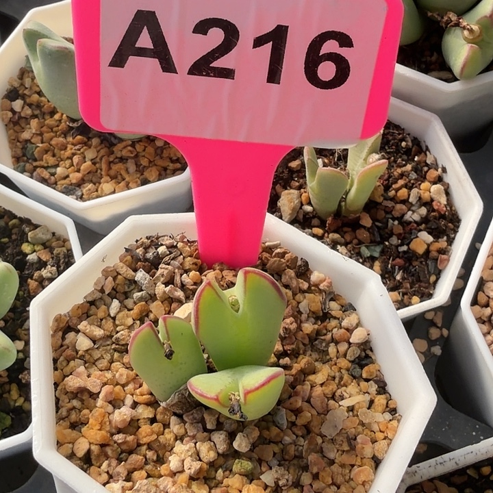 小***子216nnnnnnbnbbbbbbbbb