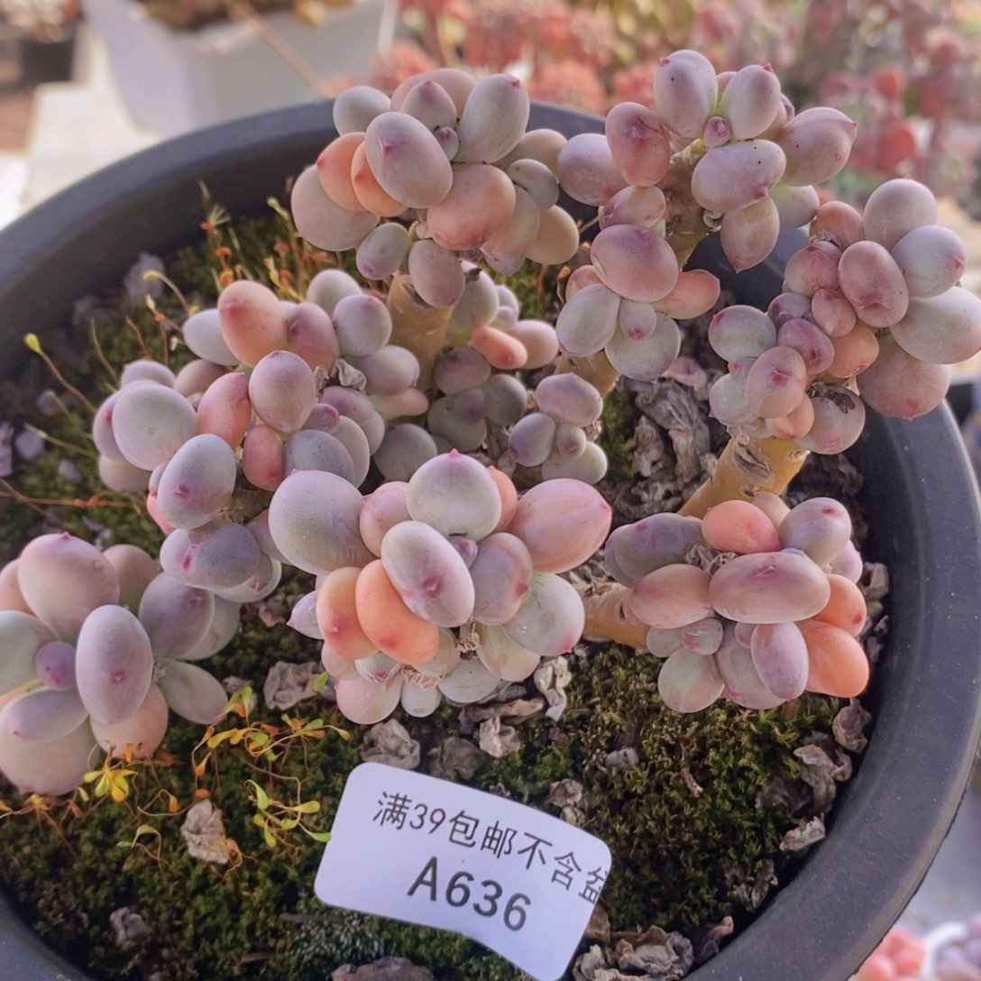 四代苹果奶老桩有砍11cm636多肉植物