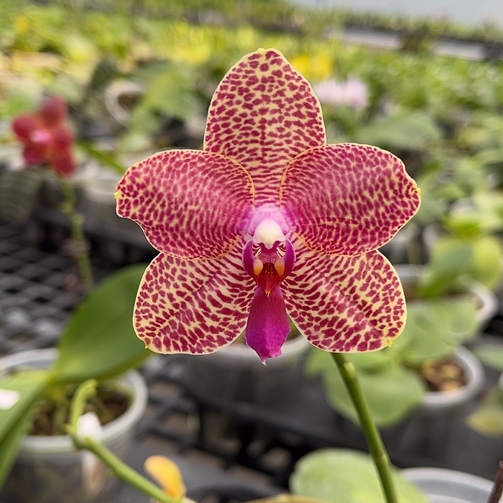 完全开放4.5寸杯BKH2104