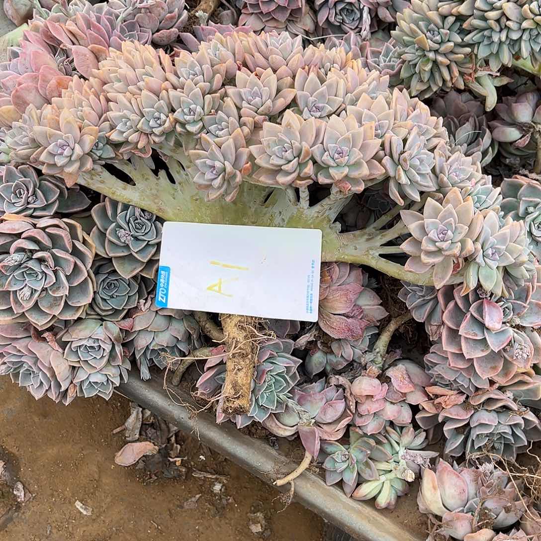 多肉植物淡雪缀化A1