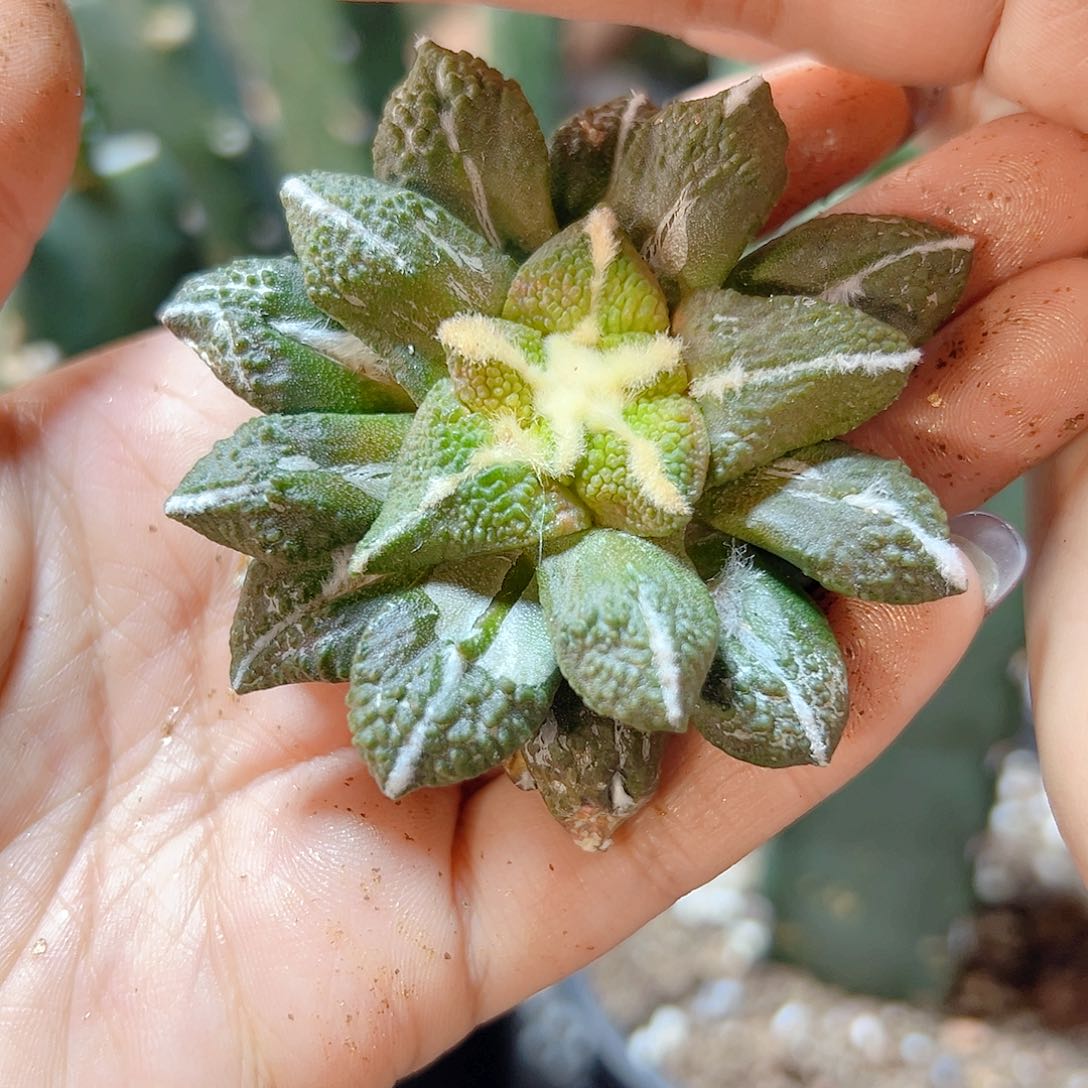 5号苗接大尤黑牡丹锦6.3公分无根