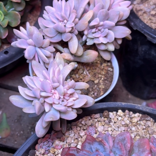 o**星多肉植物的植物