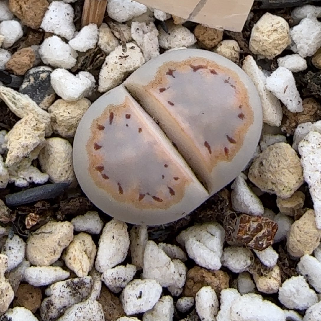 12.9.c216饼干.9101