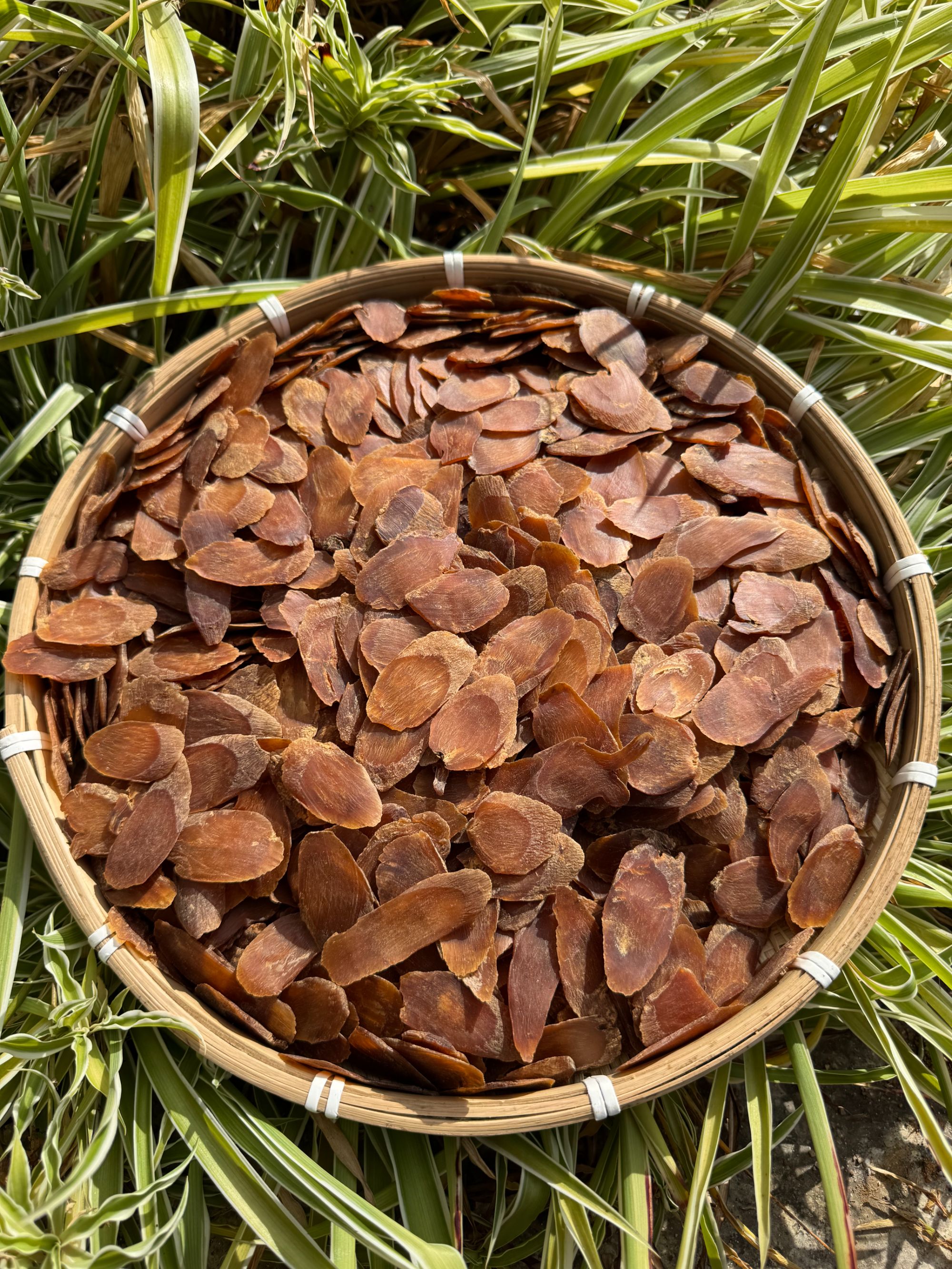 云南土特产--红--森