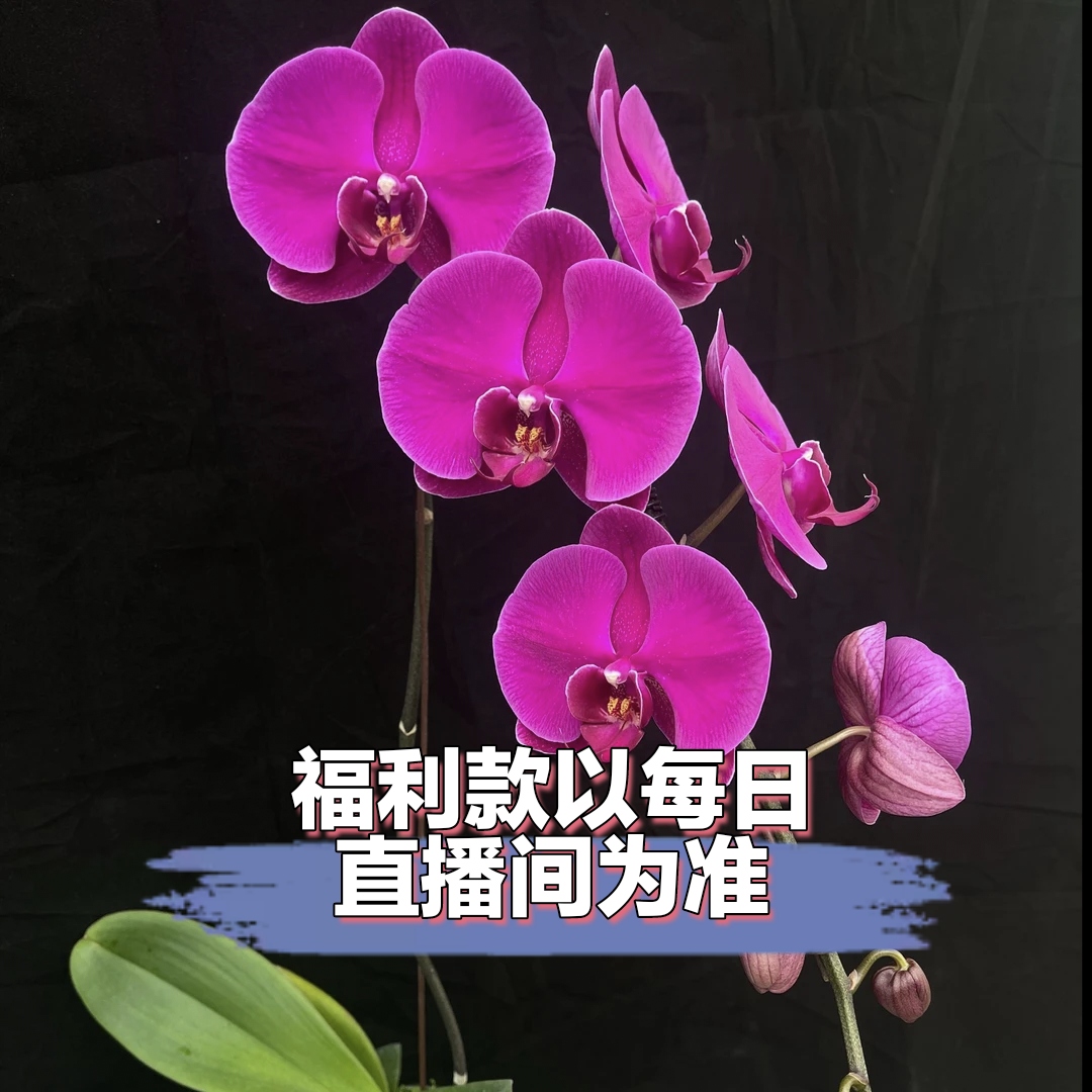 蝴蝶兰【福利款】直播间专属