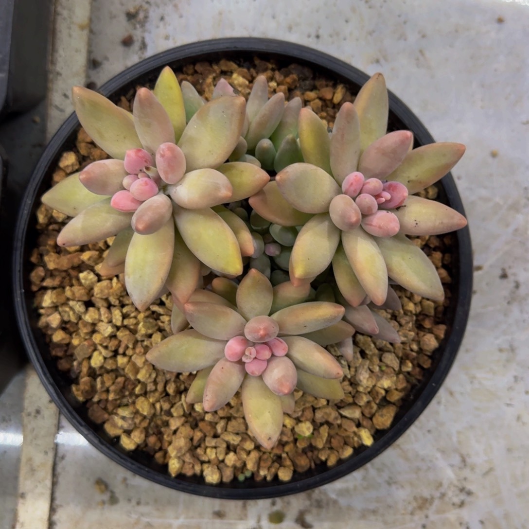 白兰地 群生 一物一拍