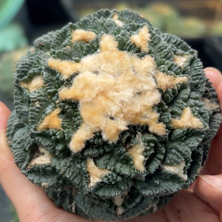 140 袖蒲根 仙人球的故事是