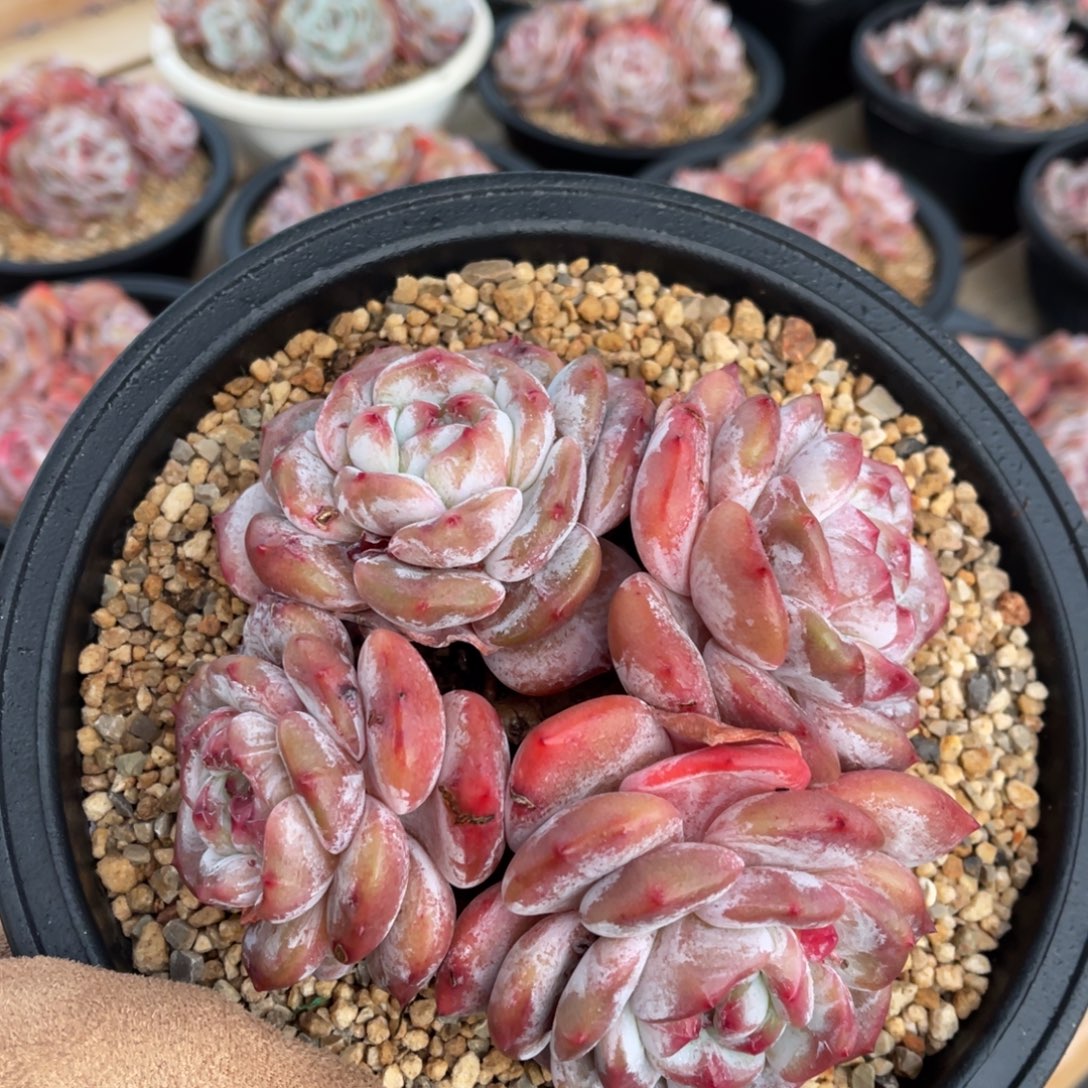 一物一拍不支持退换