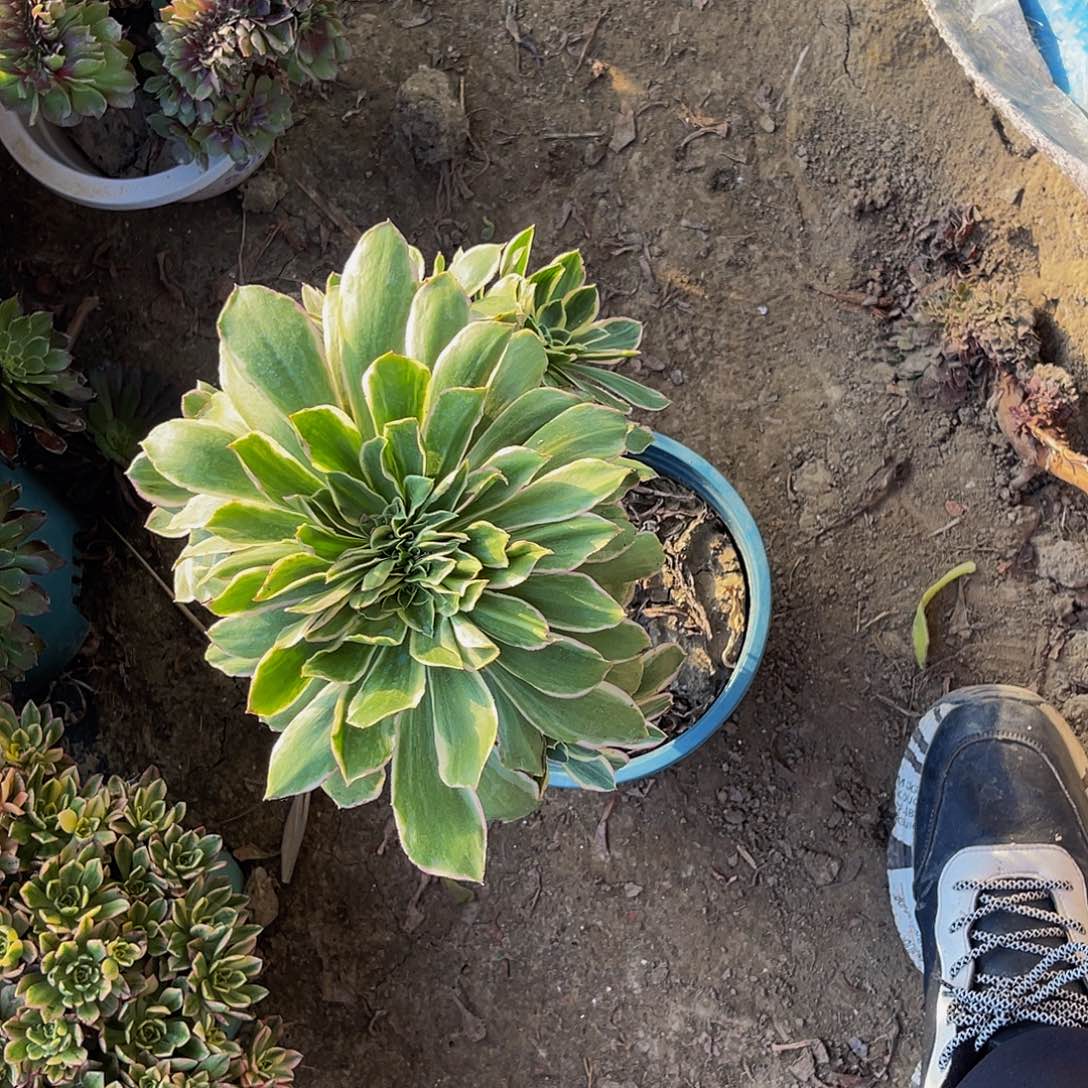 孤***人大叶绿玫瑰法师1-41