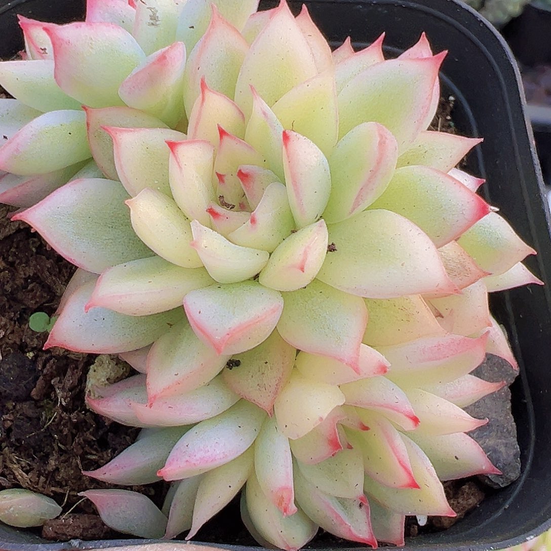 女雏锦19包邮多肉植物
