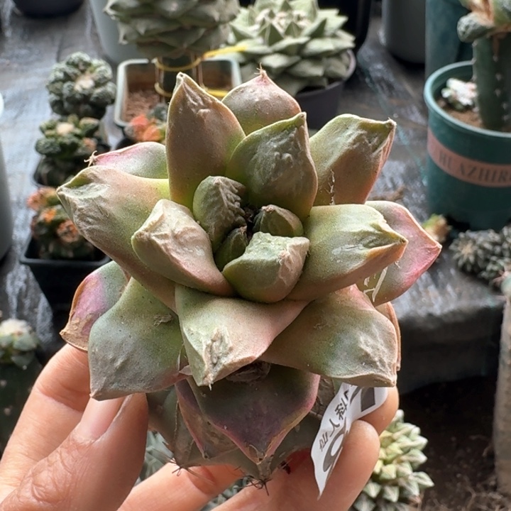 819龙牙锦仙人球