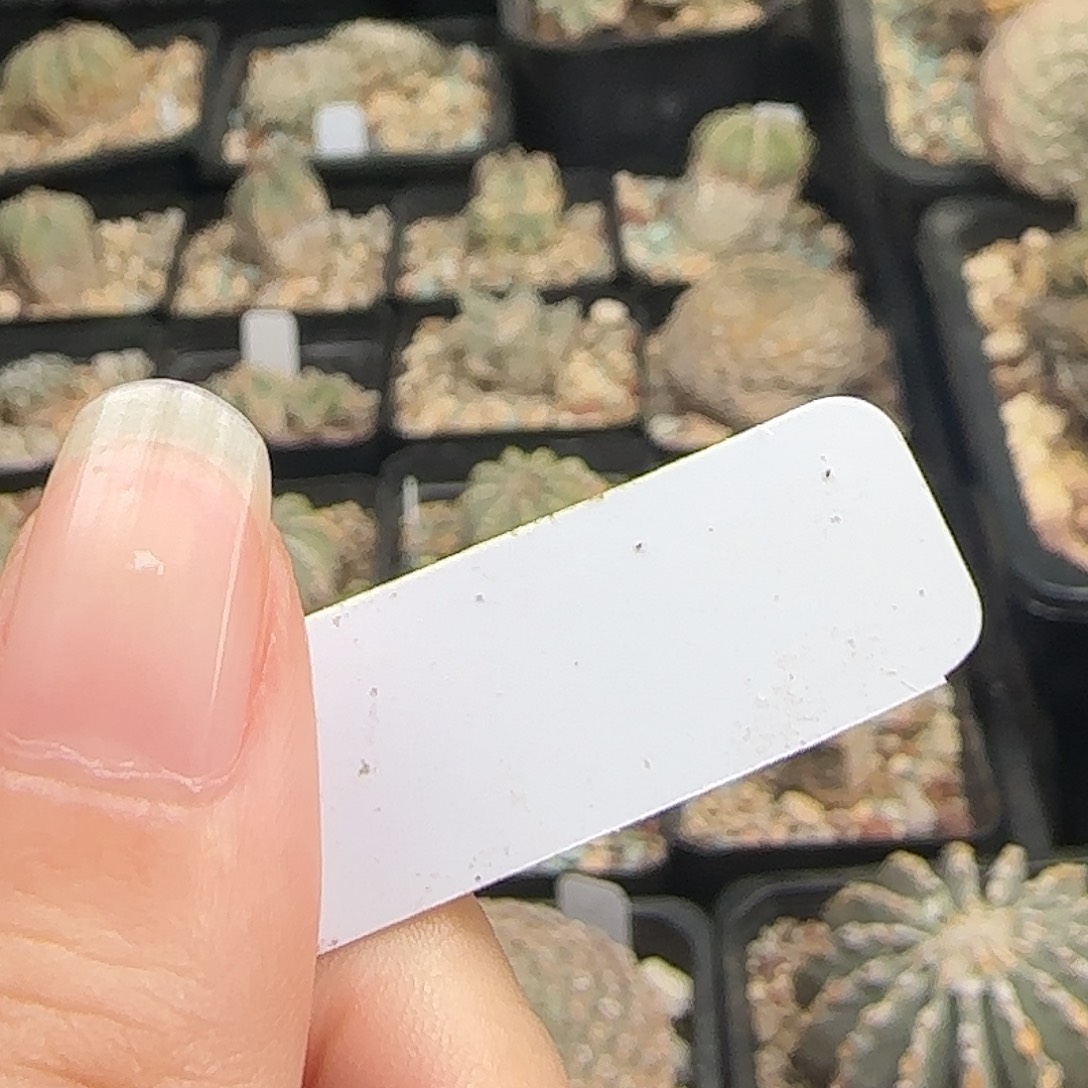 发***初种子种子种子种子