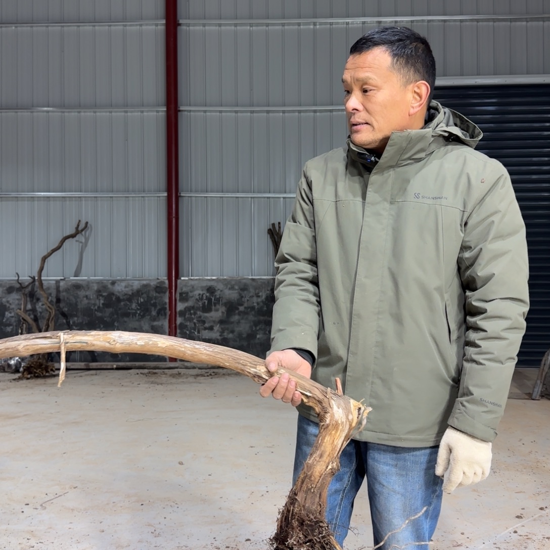 ️***海无花朵果盆111111