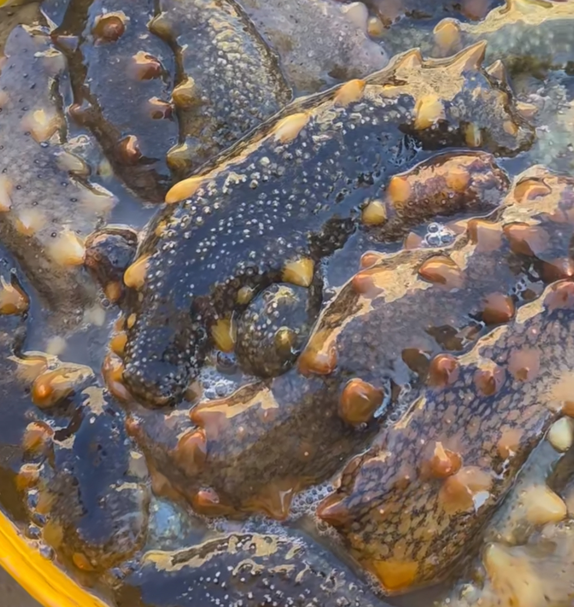 大海鱼链接   大连纯野生