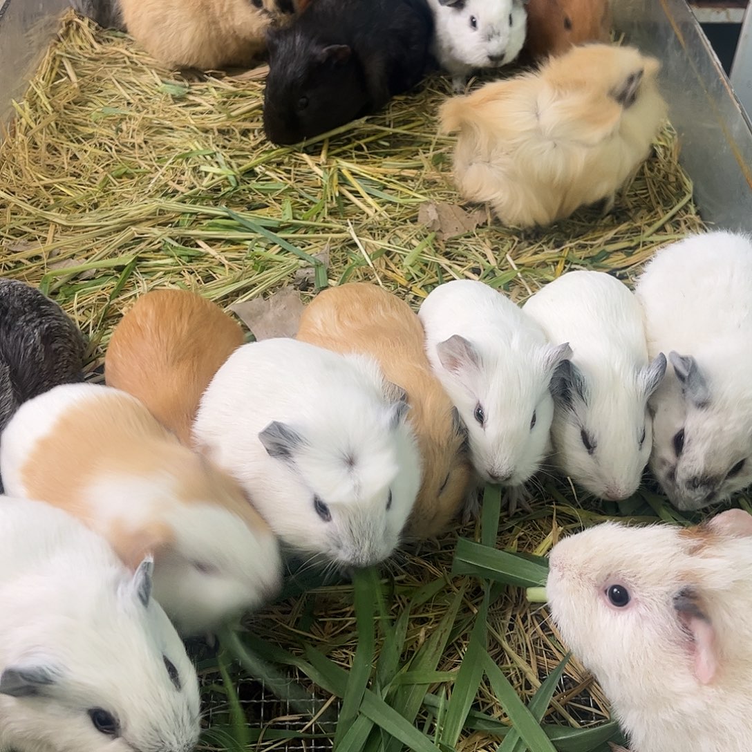 豚鼠美泰弟弟可爱可爱