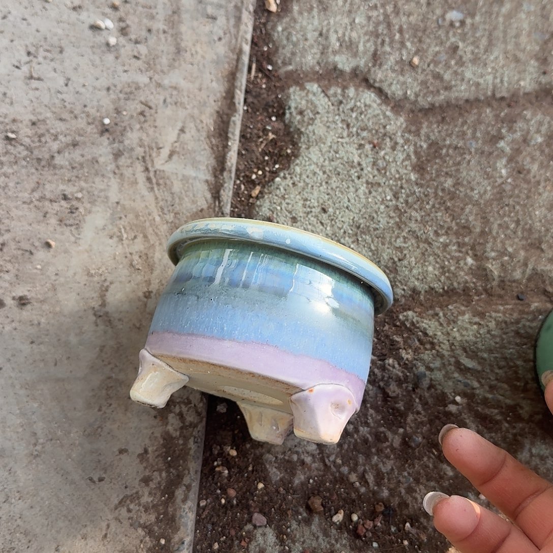 喵***%小号蓝粉色奶罐多肉