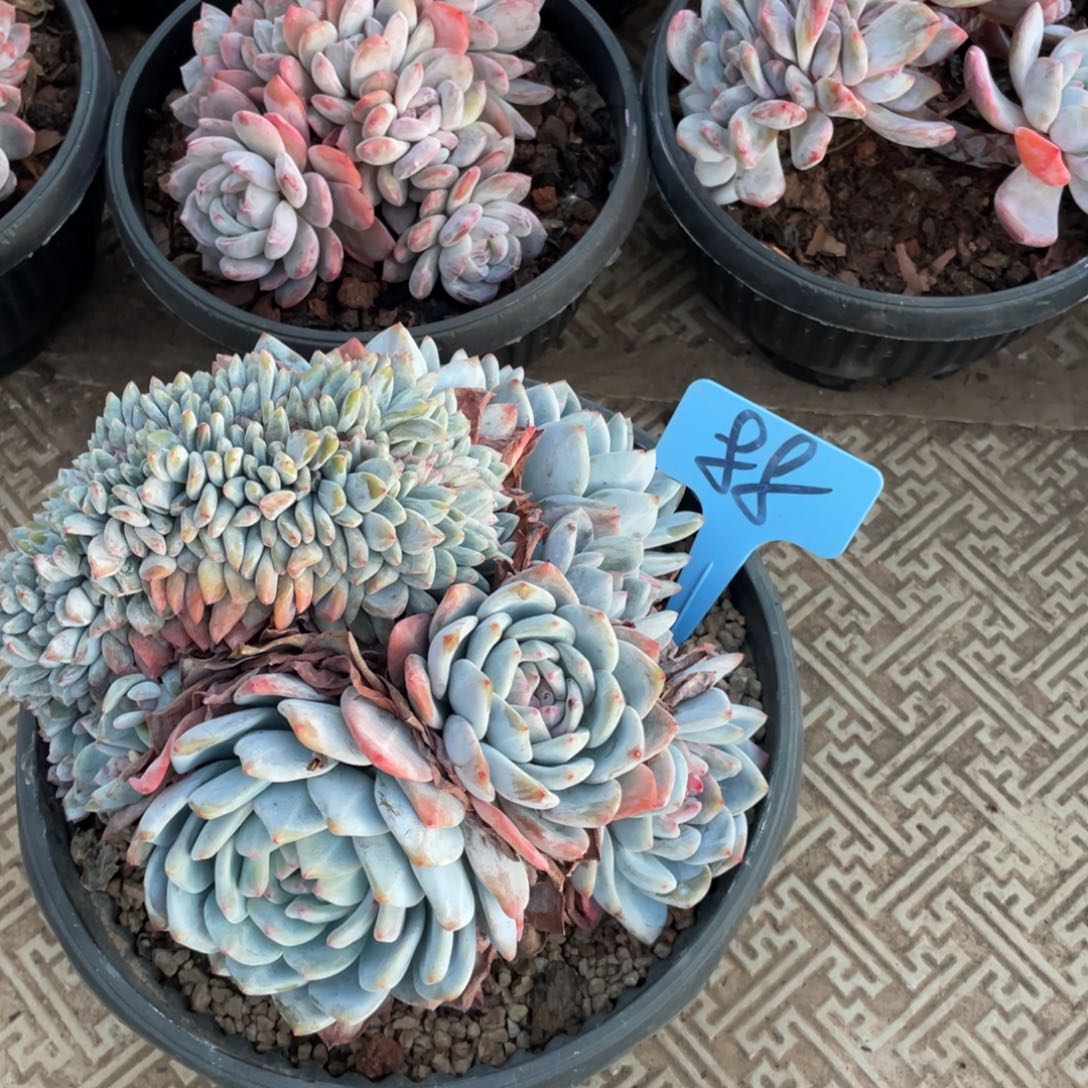 星影缀化多头群生88