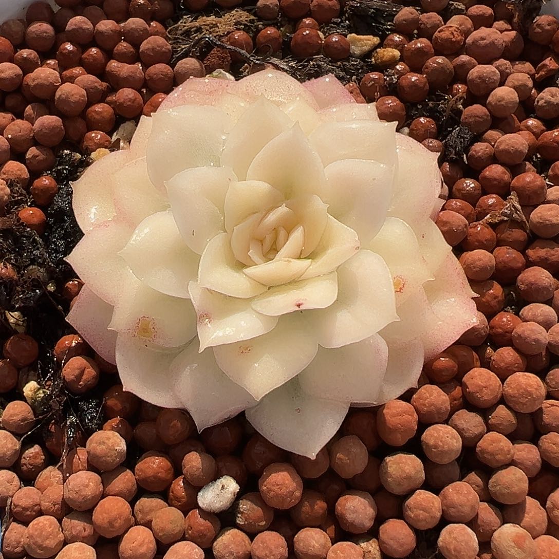 静月锦，超白超宽覆轮锦