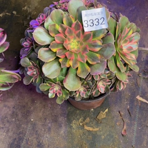 雅典娜多肉植物3332