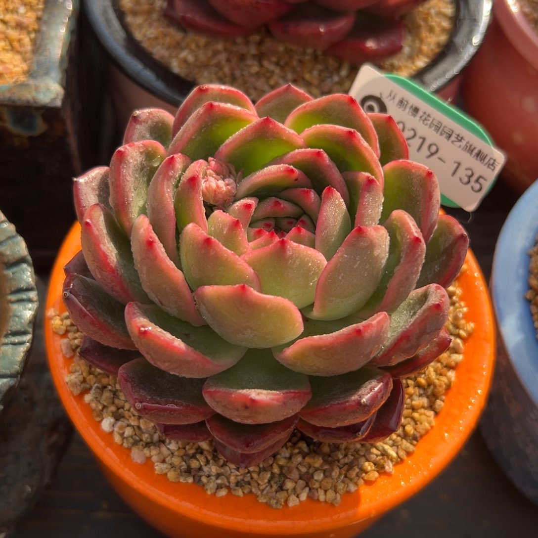 多肉一物一拍0219-135