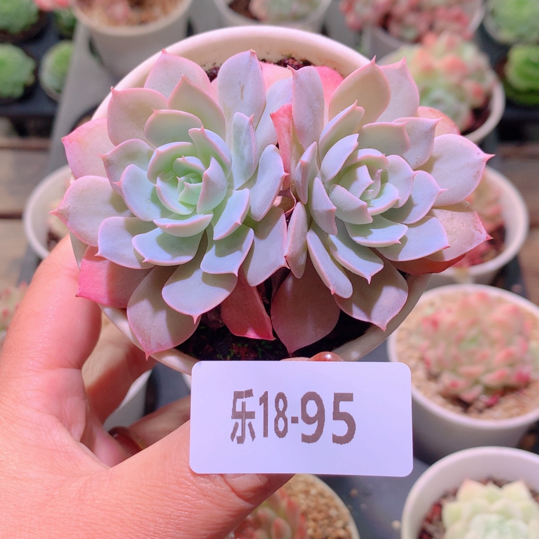 乐然18-95 蓝石莲 