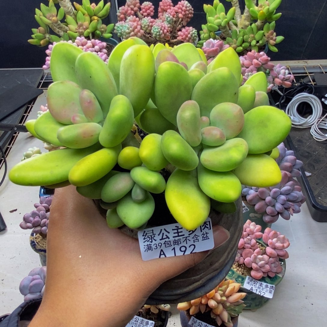 192芒果奶多肉11c m