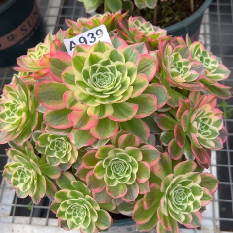 939海王22厘米左右