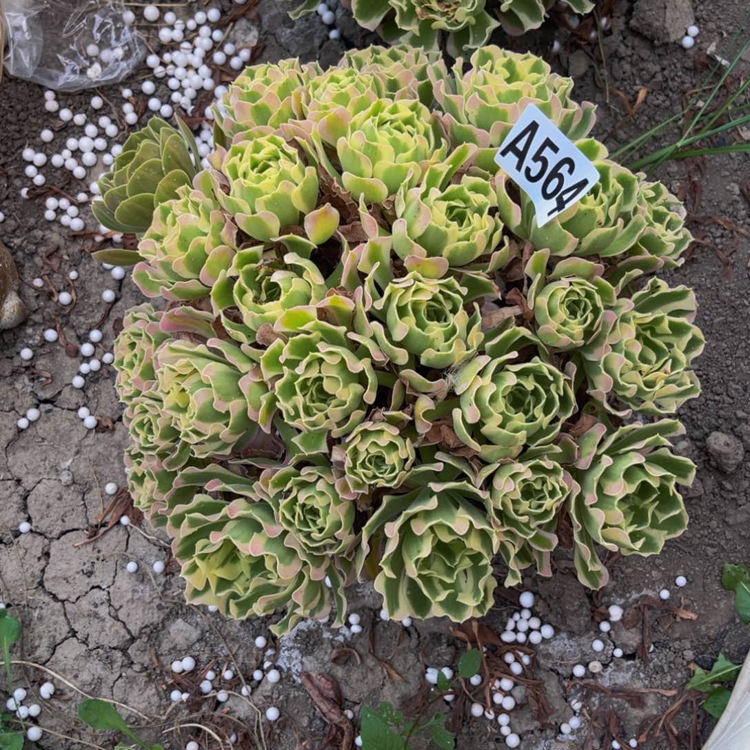 白凤法师15-1包邮