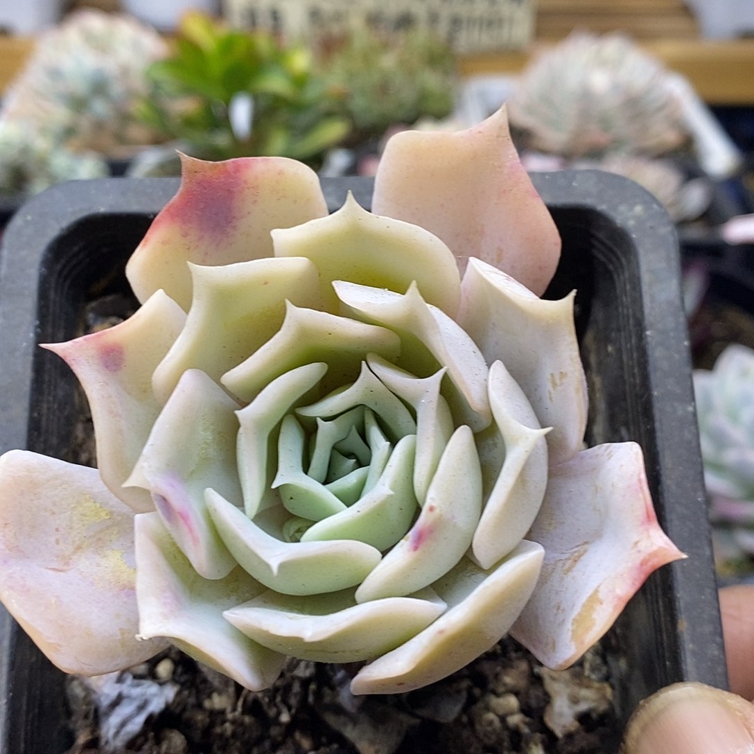 2612 沙漠骆驼有杆子