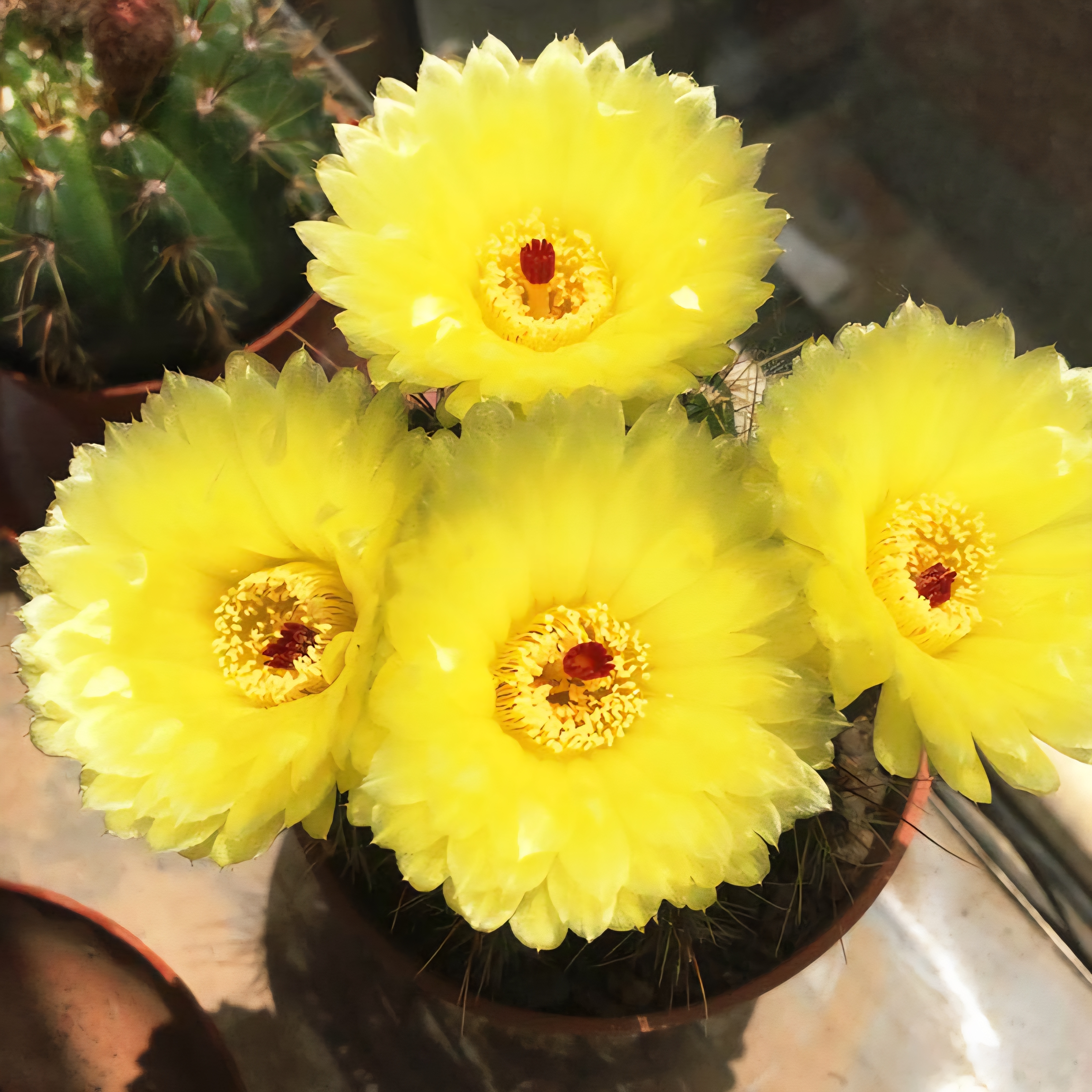 黄花青王绿植仙人球开花勤花好养盆栽防辐射花卉花卉盆栽室内圆球