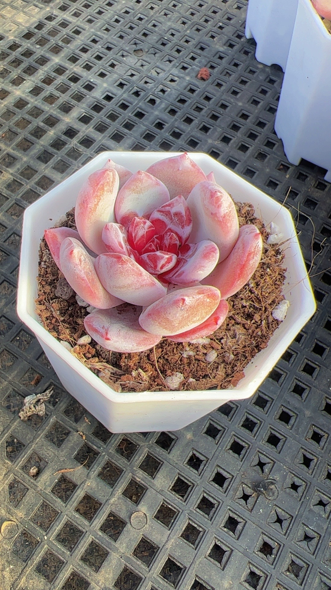 七方糖心雪天使单（满9.9包邮）