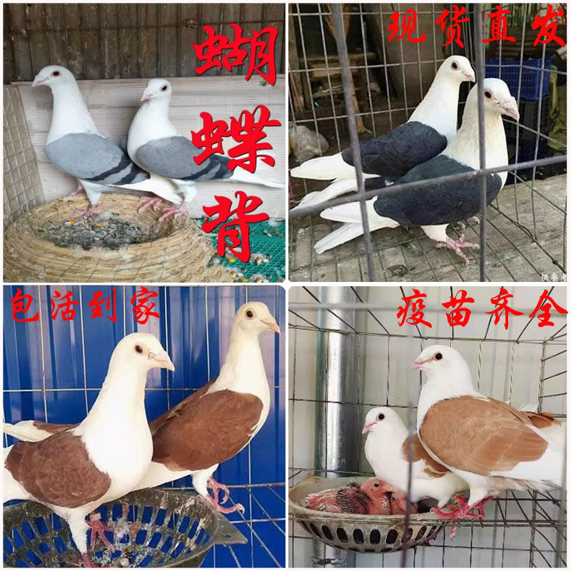 精品大体蝴蝶背青年 瓦灰色 黑色 红色 黄色 可开家散养 笼养