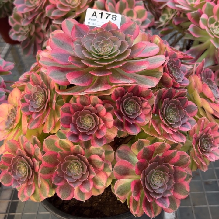 178雨荷23厘米左右